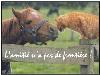 Amitie_sans_frontieres (14)