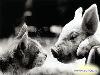 Amitie_sans_frontieres (15)