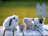 Amitie_sans_frontieres (16)