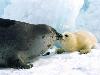 Animaux_craquants (1)