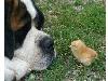 Animaux_craquants (10)