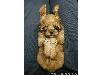 Animaux_craquants (11)