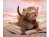 Animaux_craquants (13)