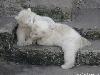Animaux_craquants (14)