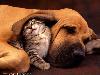 Animaux_craquants (2)