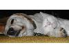 Animaux_craquants (4)