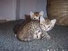 Animaux_craquants (5)