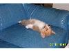 Animaux_craquants (6)