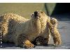 Animaux_craquants (7)