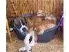 Animaux_craquants (8)