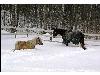 Hiver_Canada (12)