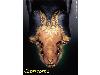 Capricorne