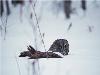 Images_de_reve (28)