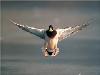 Images_de_reve (33)