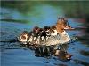 Images_de_reve (35)