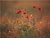 Images_de_reve (37)