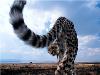 Images_de_reve (44)