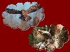 Images_de_reve (53)