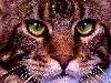 Cats (1)
