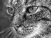 Cats (10)