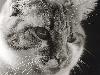 Cats (11)