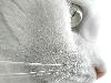 Cats (2)