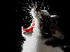 Cats (3)