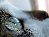 Cats (6)