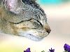 Cats (7)