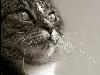 Cats (8)