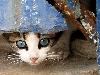 Cats (9)
