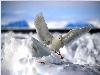 Hiver_neige (15)