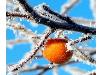 Hiver_neige (2)