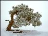 Hiver_neige (22)