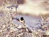 Hiver_neige (36)