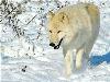 Hiver_neige (8)