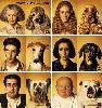 Les_6_chiens
